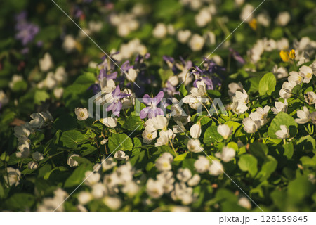 White anemone and violet flowers growing in spring forest, natural seasonal background White anemone and violet flowers growing in spring forest, natural seasonal background 128159845