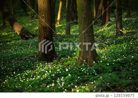 Flowering green forest with white flowers, spring nature background 128159875