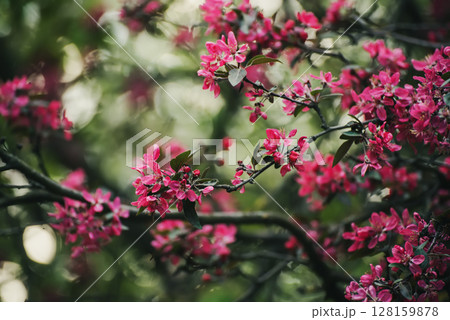 Red apple blossoms in spring, Easter background Red apple blossoms in spring, Easter background 128159878