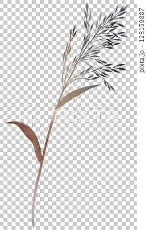 Watercolor dried stem with leaf and seeds in brown tones, boho autumn wedding isolated illustration 128159887