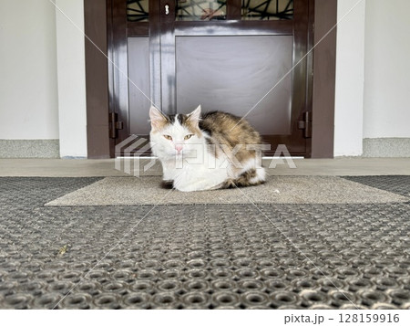 A colorful cat sits at the entrance of the building in summer. High quality photo 128159916