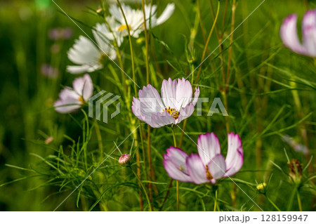 朝のコスモス畑～秋の気配～ 128159947