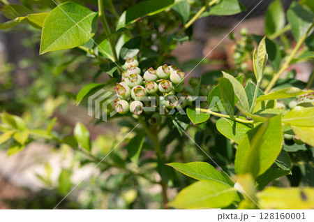 Unripe green blueberries on bush in sunlit garden 128160001