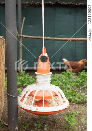Chicken feeder in farmyard with roaming brown hen and rustic environment 128160002