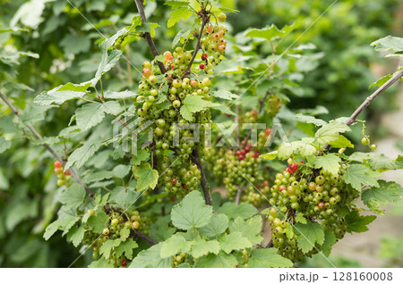 Green currant berries growing on bush in lush garden setting 128160008