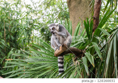 Lemur sitting among lush greenery on a tree branch in tropical habitat Lemur sitting among lush greenery on a tree branch in tropical habitat 128160031