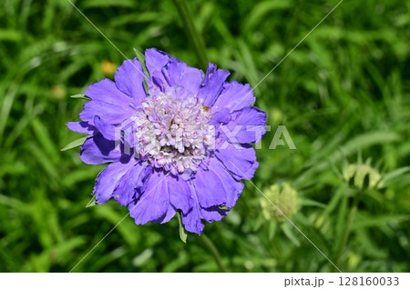 マツムシソウ（松虫草）越年草・多年草 128160033