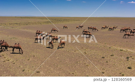 Aerial view of Bactrian camels in Mongolia 128160569