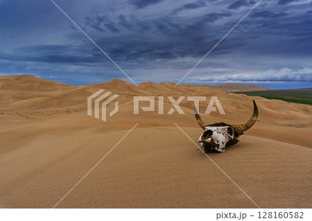 Bull skull in sand desert at sunset Bull skull in sand desert at sunset 128160582