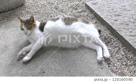 三毛猫 128160590