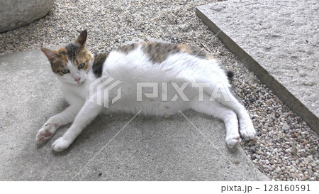 三毛猫 三毛猫 128160591