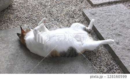 三毛猫 三毛猫 128160599
