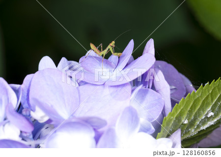 アジサイの花と子カマキリ アジサイの花と子カマキリ 128160856