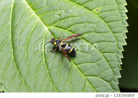 フタオビドロバチ 128160869