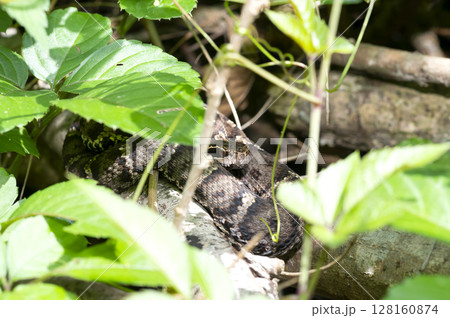 マムシ 128160874