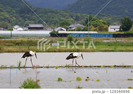 コウノトリがいる風景 128160898