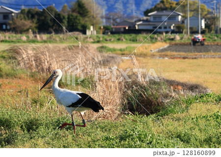 田んぼで餌を探すコウノトリ 128160899