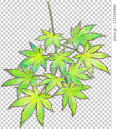 フレッシュな青モミジのイラスト フレッシュな青モミジのイラスト 128160966