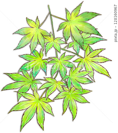 フレッシュな青モミジの水彩イラスト フレッシュな青モミジの水彩イラスト 128160967