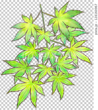 フレッシュな青モミジの水彩イラスト フレッシュな青モミジの水彩イラスト 128160967