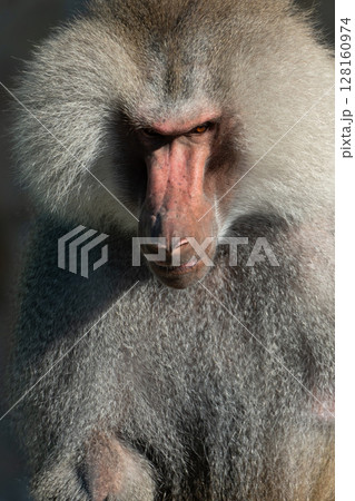Baboon Portrait Zoo Animal Closeup. A hamadryas baboon stares intensely at the camera, its long, gray fur and prominent snout visible. 128160974