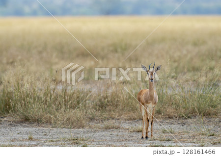 Chinkara or Indian gazelle or Gazella bennettii an Antelope close up or portrait with eye contact in safari natural green background at ranthambore national park tiger forest reserve rajasthan india Chinkara or Indian gazelle or Gazella bennettii an Antelope close up or portrait with eye contact in safari natural green background at ranthambore national park tiger forest reserve rajasthan india 128161466