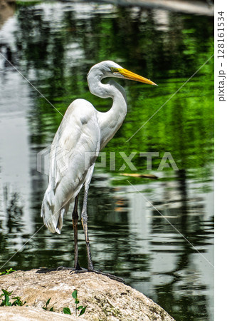 Great egret, Ardea alba at Praca Batista Campos in the city of Belem, in the state of Para, Brazil. Great egret, Ardea alba at Praca Batista Campos in the city of Belem, in the state of Para, Brazil. 128161534