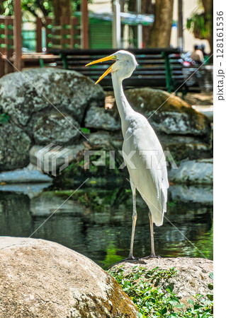 Great egret, Ardea alba at Praca Batista Campos in the city of Belem, in the state of Para, Brazil. 128161536