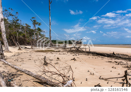 Barra velha beach at Soure, Marajo in Para, Brazil. Beautiful beach and mangrove trees with their great crooked roots 128161546