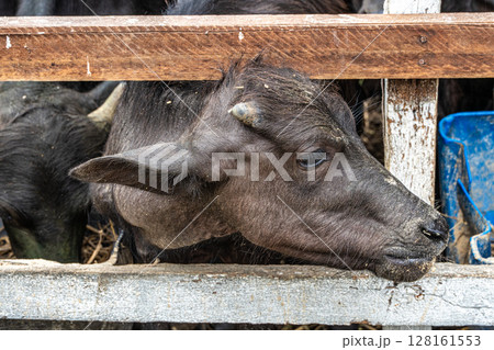 Wild Water Buffalos at Soure on Marajo Island in Brazil 128161553