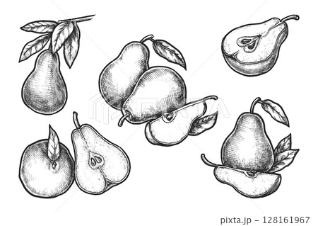 Set of isolated vector sketch of sliced pear. Hand drawn organic and natural food for dessert or juice. Vegetarian or vegan nutrition or meal. Healthy greenhouse nectarine superfood. Harvest Set of isolated vector sketch of sliced pear. Hand drawn organic and natural food for dessert or juice. Vegetarian or vegan nutrition or meal. Healthy greenhouse nectarine superfood. Harvest 128161967