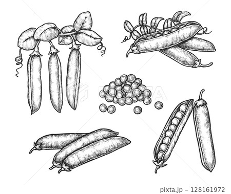 Set of isolated peas pods with grain or seeds. Vector legume plant bean. Vintage hand drawn ingredient for vegan soup or vegetarian diet. Green pea food for culinary or cooking. Harvest, agriculture 128161972