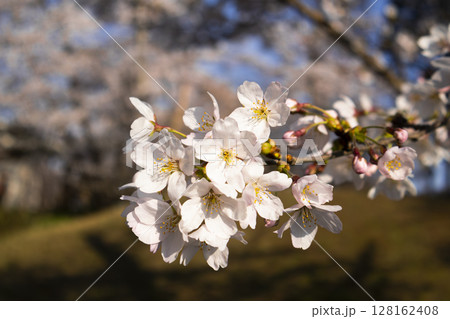 春の訪れを告げる満開の桜 128162408