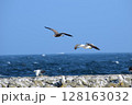 親子で空を飛ぶウミネコ 128163032