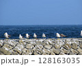一列に並ぶウミネコの群れ 128163035