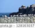 一列に並ぶウミネコの群れ 128163037