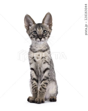 Savannah cat on white background 128163044