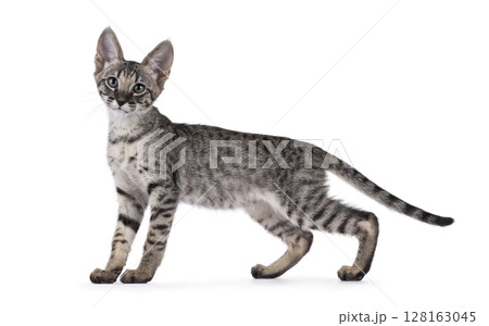 Savannah cat on white background 128163045