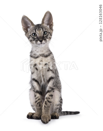 Savannah cat on white background 128163046