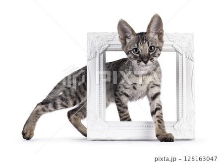 Savannah cat on white background Savannah cat on white background 128163047