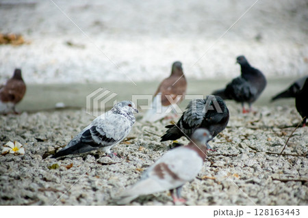 Pigeons feed food on the ground 128163443