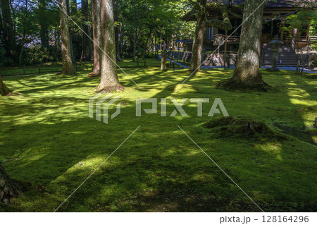 木漏れ日の苔むす庭園 木漏れ日の苔むす庭園 128164296