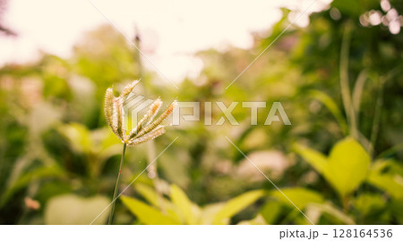 Small green grass flower and blur green nature background Small green grass flower and blur green nature background 128164536
