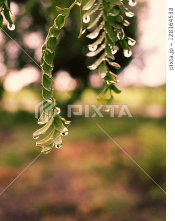 Water drops on small green leaves after rain and sunset light 128164538