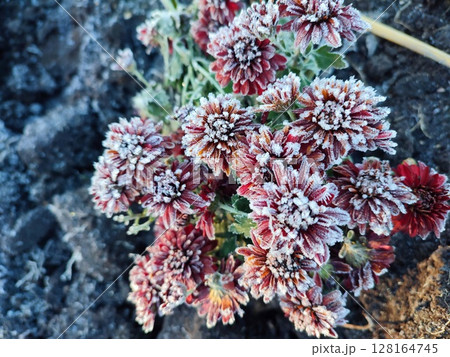 Small red blooming chrysanthemum flowers covered white frost close-up. Blossoming flower with small red petals and white frost in black ground. Frosts. Nature. Garden. Environment. Natural background Small red blooming chrysanthemum flowers covered white frost close-up. Blossoming flower with small red petals and white frost in black ground. Frosts. Nature. Garden. Environment. Natural background 128164745