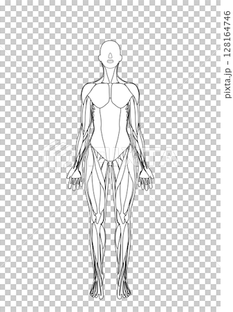 女性の筋肉解剖図 前面 女性の筋肉解剖図 前面 128164746