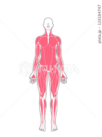 女性の筋肉解剖図 前面 女性の筋肉解剖図 前面 128164747