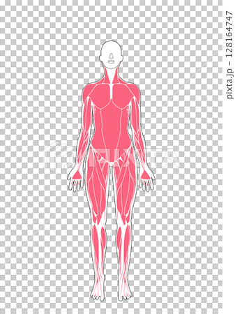女性の筋肉解剖図 前面 女性の筋肉解剖図 前面 128164747