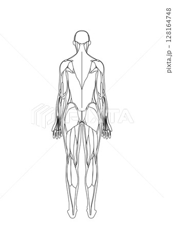 女性の筋肉解剖図　背面 128164748