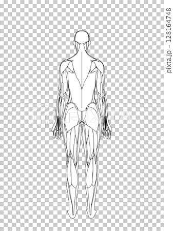 女性の筋肉解剖図　背面 128164748